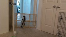 Kitty Helps Skunk Friend Escape