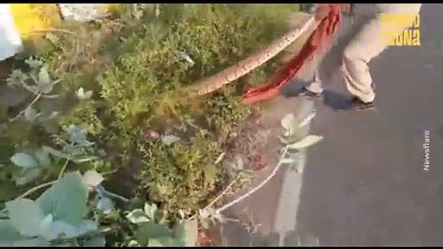 Impactante: los encuentros más asombrosos con enormes pitones