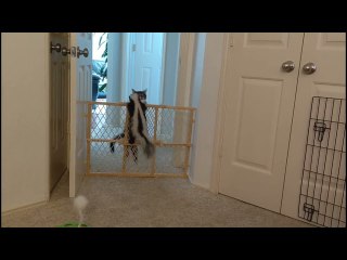 Kitty Helps Skunk Friend Escape