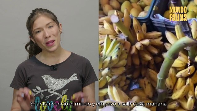 Desde perros hasta elefantes: generoso hombre alimenta a animales callejeros