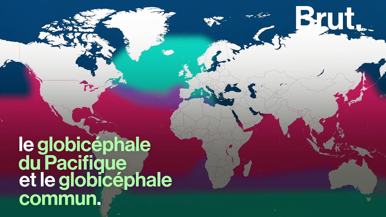 C'est quoi un globicéphale ?