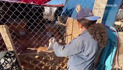 ¿Buscas adoptar un perro o gato?