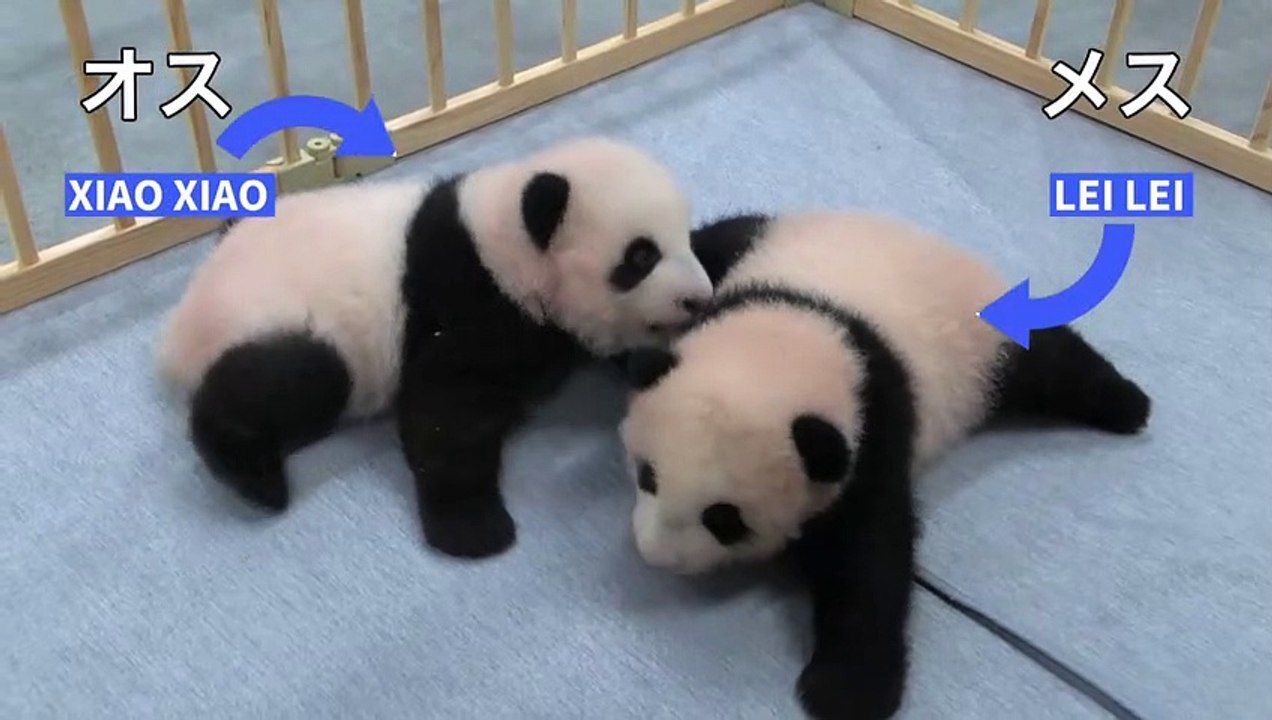 Xiao Xiao e Lei Lei