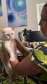 'Barking' Cat Hates Being Picked Up