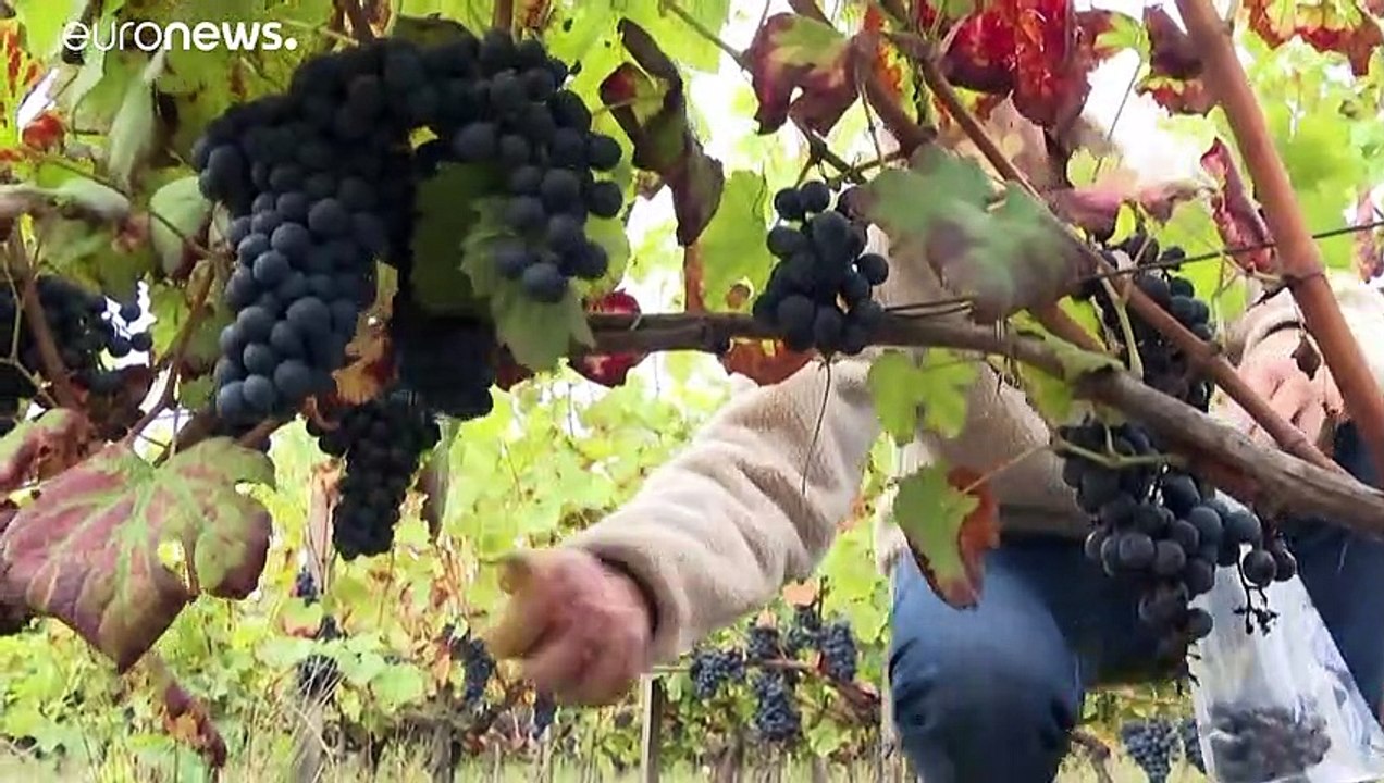 Viticultores tentam antecipar-se ao aquecimento global