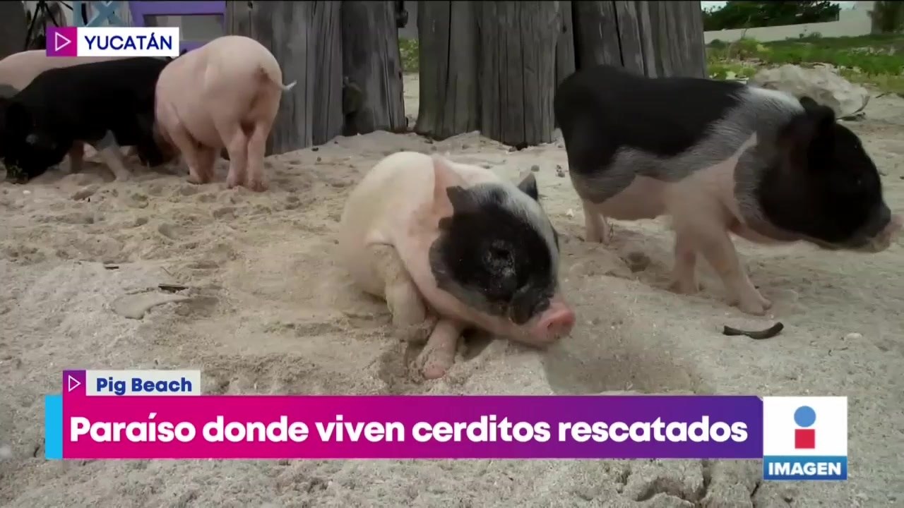 Cerditos rescatados ahora son atractivo turístico en playa yucateca