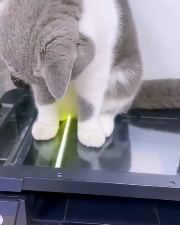 Kucing di fotocopy