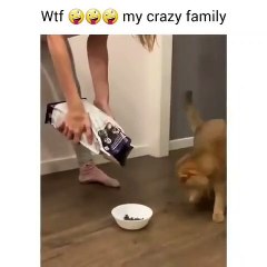 Kucing lucu |cute cat videos