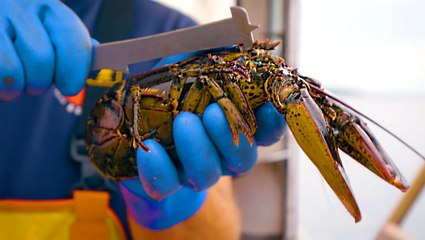 How lobster fishers in Maine catch lobster for restaurants around the world