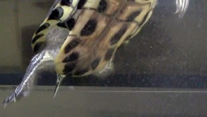 【Lamu chan】3561【ラムちゃん】