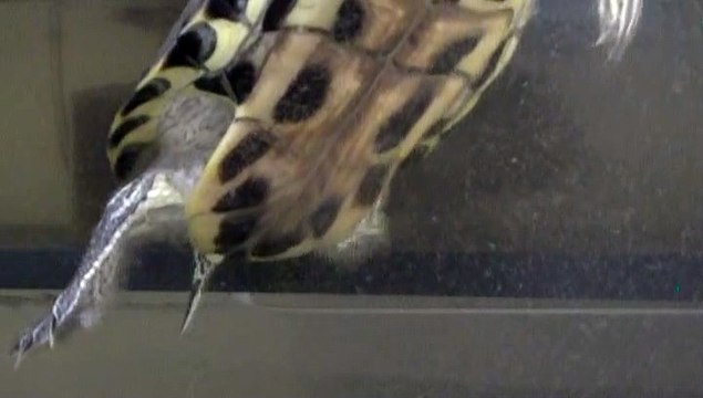 【Lamu chan】3561【ラムちゃん】