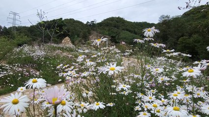 8년 전 노모 위해 심은 구절초...대규모 군락지 만개 / YTN