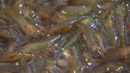 '민물새우'가 돌아왔어요...지속가능한 농업이 미래! / YTN