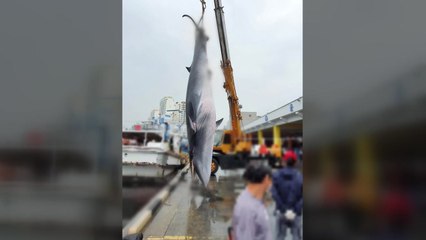 울산 앞바다서 7.6m 밍크고래 잡혀..."1억 원대 팔려" / YTN