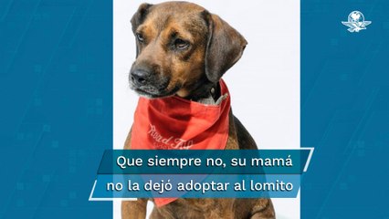 Dejan "vestido, alborotado y bañadito" a Eugenio, perrito que iba a ser adoptado en Tamaulipas