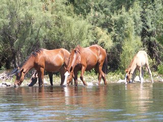 Who wins? NORTHERN VS. SOUTHERN ARIZONA - ABC15 Digital