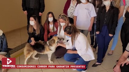 MP de Apucarana adota cachorra abandonada; ASSISTA