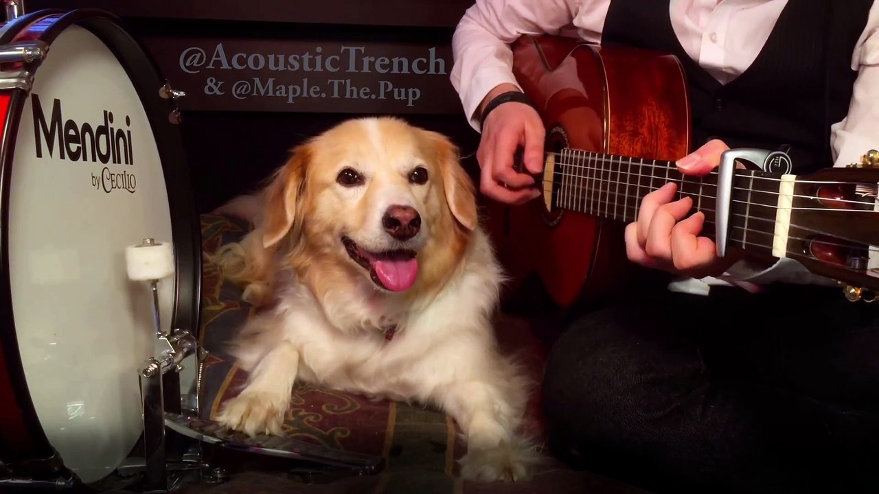 Sugar Were Goin Down by Fall Out Boy w Maple on the Drums - AcousticTrench
