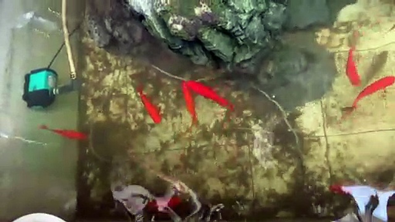 My fish family is growing bigger day by day. Can you see the little cute ones? ‍♀️❤️