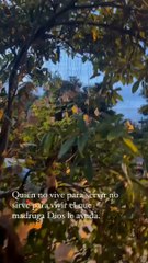 Árbol de dinero aparece en un barrio de Cali y sorprendió a decenas de transeúntes.