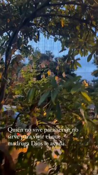 Árbol de dinero aparece en un barrio de Cali y sorprendió a decenas de transeúntes.