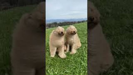 Goldendoodles Wild Hair in High Winds