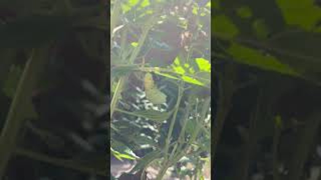 Monarch Caterpillar Transforms into a Chrysalis
