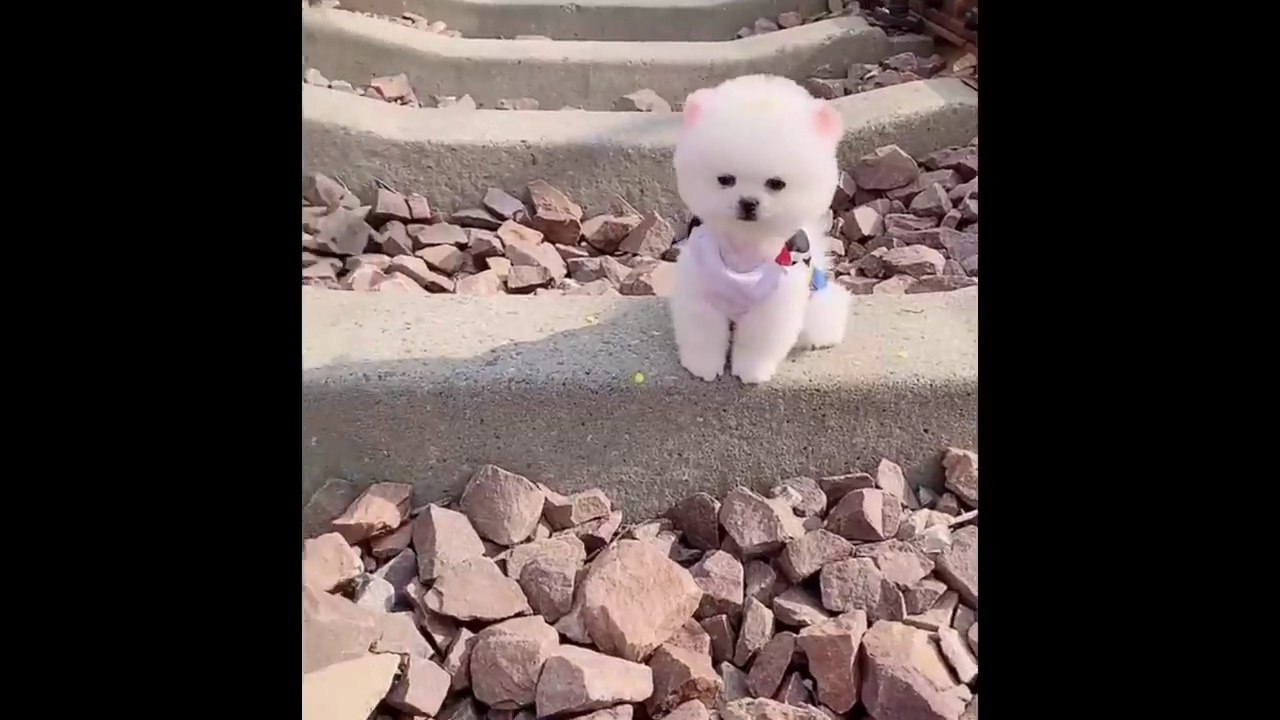 funy cat 4