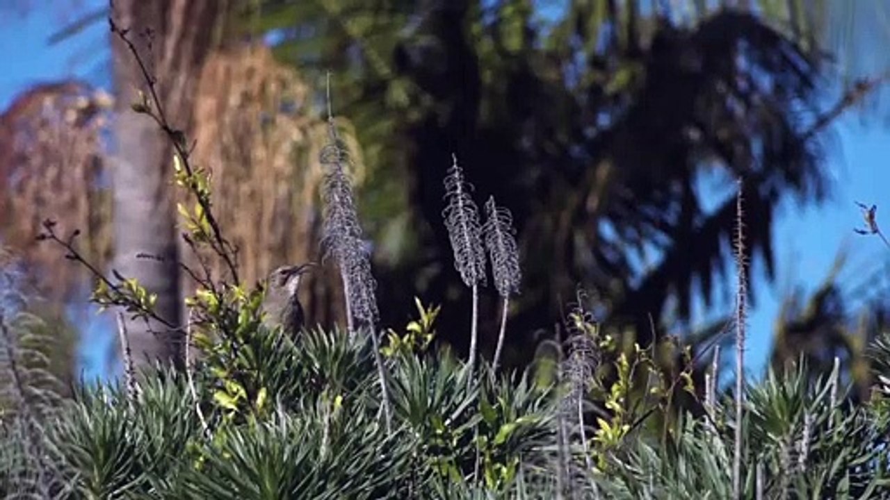 Birds chirping sounds