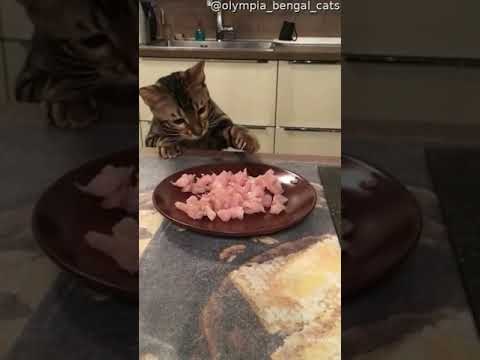 Kitty Stealing Some Dinner Sends Plate Flying