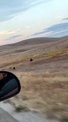 Protective Mama Bear Charges at Passing Car