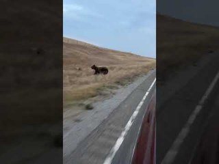 Protective Mama Bear Charges at Passing Car