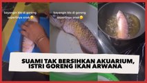 Viral Suami Tak Kunjung Bersihkan Akuarium, Istri Goreng Ikan Arwana