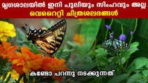 തിരുവനന്തപുരം മൃഗശാലയിൽ ഇനി പൂമ്പാറ്റകളുടെ കേന്ദ്രം.. മൂന്നര കോടിയുടെ പദ്ധതി