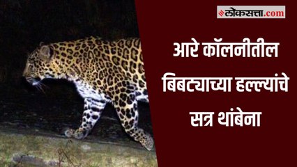 मुंबई : आरे कॉलनीत १४ वर्षाच्या मुलावर बिबट्याचा हल्ला