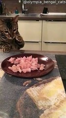 Kitty Stealing Some Dinner Sends Plate Flying
