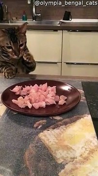 Kitty Stealing Some Dinner Sends Plate Flying