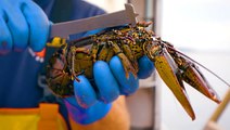 How lobster fishers in Maine catch lobster for restaurants around the world