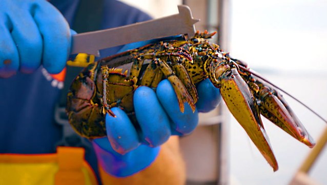 How lobster fishers in Maine catch lobster for restaurants around the world