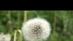 Wild dandelion swaying in the breeze