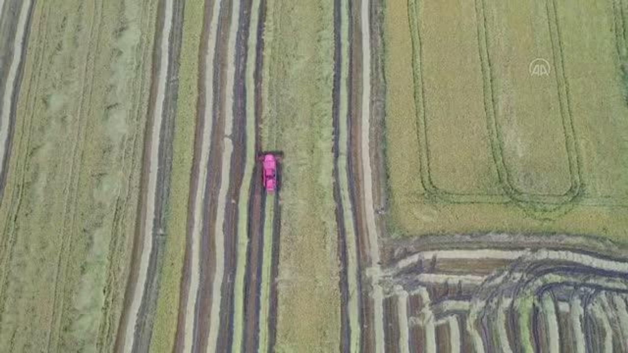 Çeltik ambarı Edirne'de nem oranı yüksek çeltikler 60 derecelik ısıyla kurutuluyor