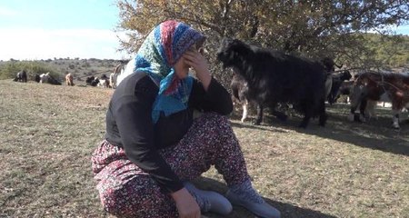 Talihsiz kadın, kurt sürüsünün telef ettiği keçilerinin başında ağladı: Daha borçlarını bile verememiştik