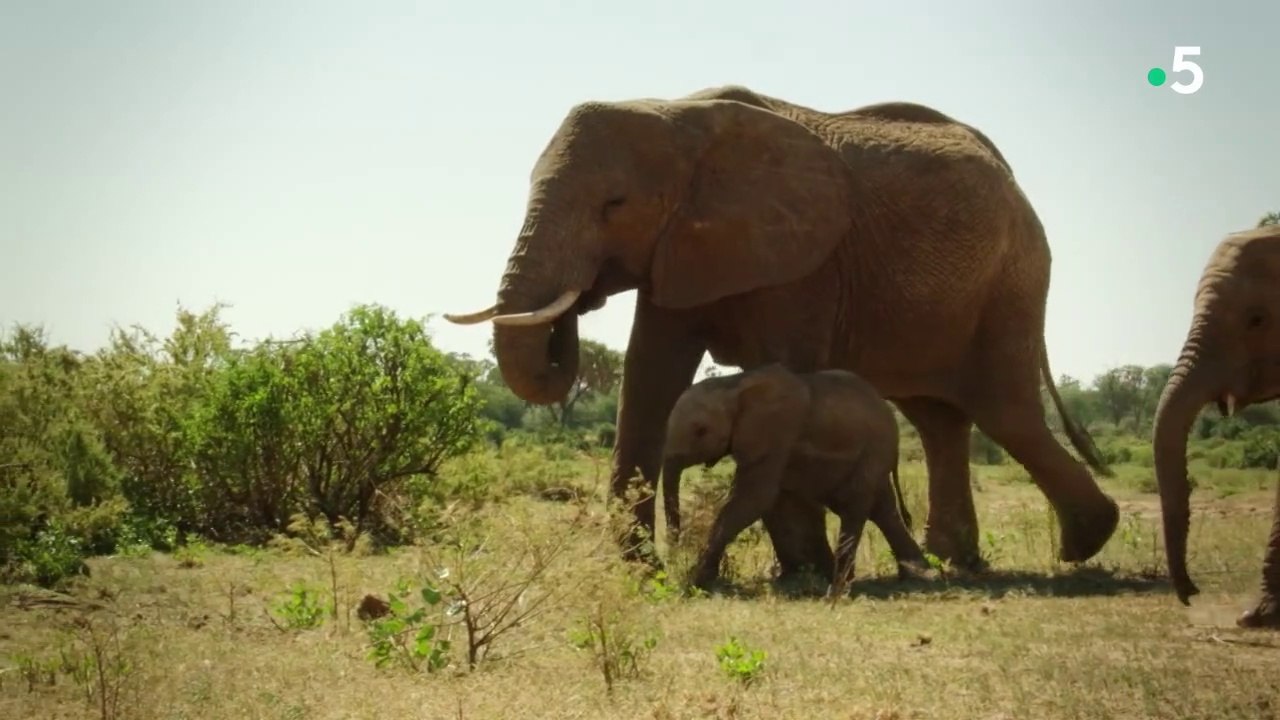 Grandir dans la savane - Seul contre tous