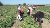 KOZAN'DA KORNİŞON ÇİFTÇİNİN YÜZÜNÜ GÜLDÜRÜYOR