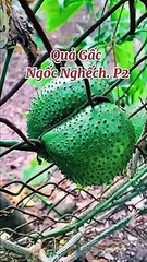 Quả gấc mọc theo cách đầy ngốc nghếch