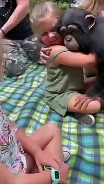 Un adorable petit chimpanzé qui aime trop les enfants !