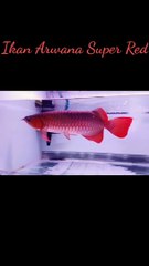 Ikan Arwana Super Red