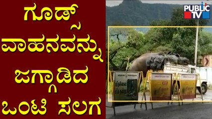 Wild Elephants Parade On Ooty Road Near Gudalur