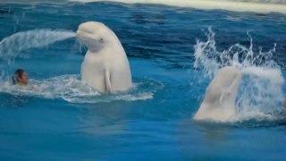 Yokohama Hakkeijima Sea Paradise Attraction Animal Show - Dolphin show - Japan