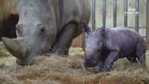 Una incansable cría de rinoceronte llamada Mosl revoluciona el zoo francés de Amneville